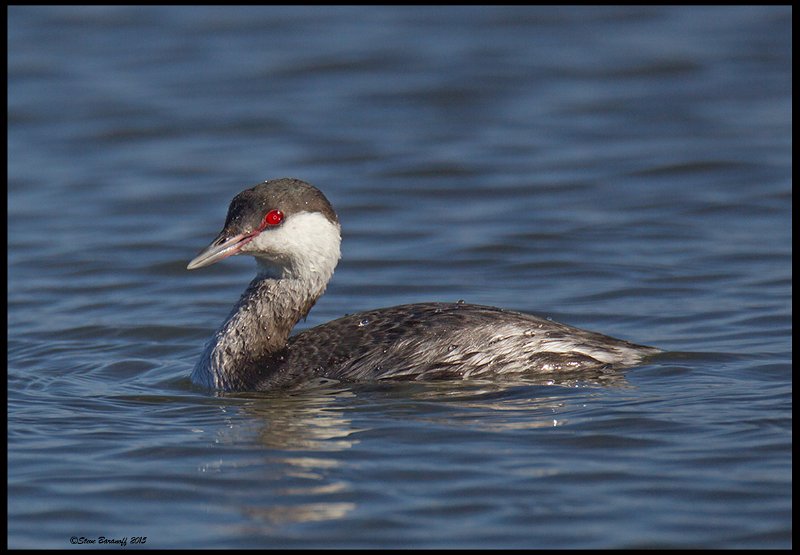 _5SB7466 horned grebe.jpg